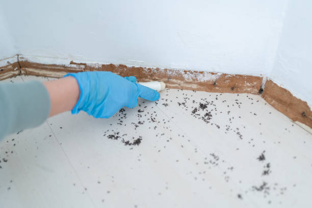 Best Termite Control Services  in Moreno Valley, CA