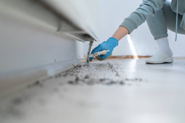 Flea Control Services in Moreno Valley, CA