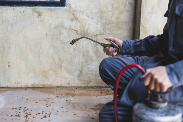 Best Local Pest Control Services  in Moreno Valley, CA